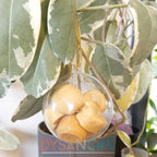 Boule de Noël fondants senteur de Noël chocolat noisette