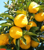 Fiole de parfum senteur fleuris "nombreux parfums disponible" By Solaveyra