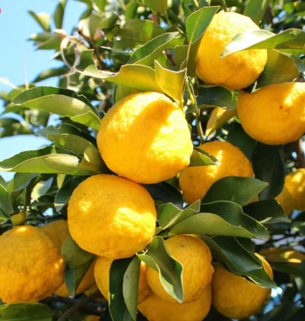 Élixir parfumé senteur Frais "nombreux parfums disponible" By Solaveyra