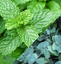 Poudre parfumée Parfum Menthe Eucalyptus by Solaveyra
