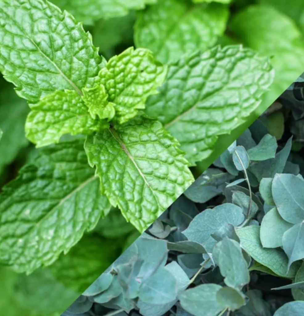 Élixir parfumé senteur Frais "nombreux parfums disponible" By Solaveyra