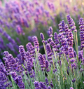Poudre parfumée Parfum Lavande by Solaveyra