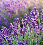 Fiole de parfum senteur fleuris "nombreux parfums disponible" By Solaveyra