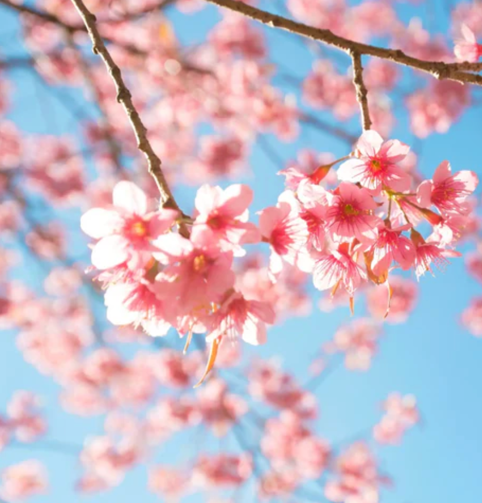 Fiole de parfum senteur fleuris "nombreux parfums disponible" By Solaveyra