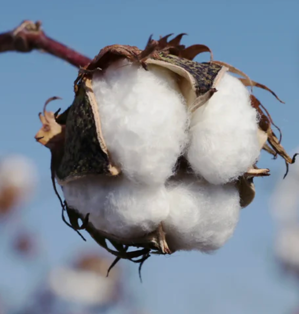 Fiole de parfum senteur fleuris "nombreux parfums disponible" By Solaveyra